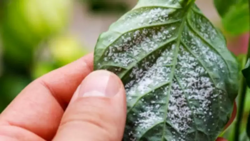 6 Easy Home Remedies to Get Rid of Mealybugs in Your Garden