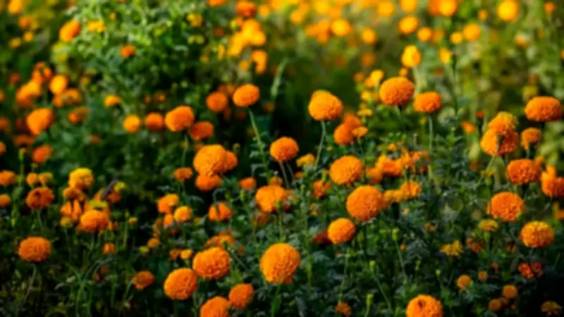 6 Flowering Plants That Bloom Beautifully in Rainy Weather for a Lush Garden