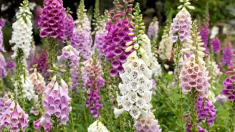 6 Low-Maintenance Plants to Fill Garden Gaps in June: Canterbury Bells to Foxgloves