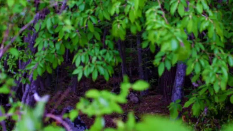 6 Most Mysterious Forests in India and Their Legends