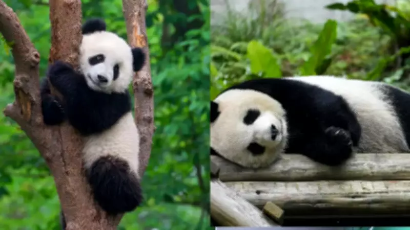 6 Panda Habits That Prove They're Surprisingly Human-like