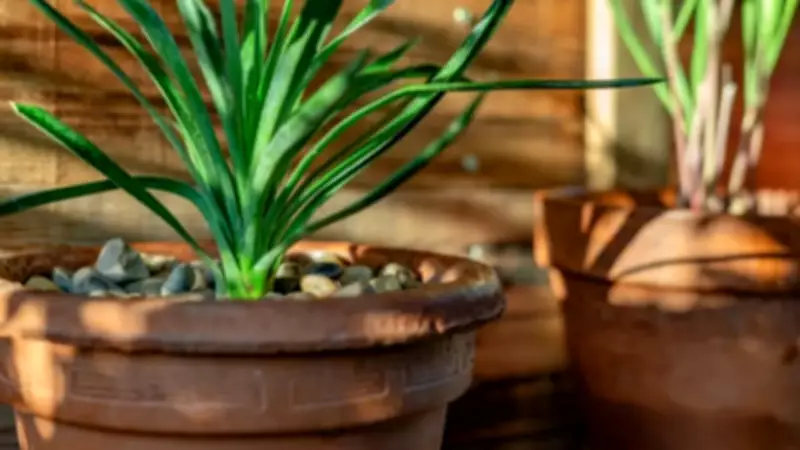 6 Plants That Naturally Repel Spiders from Your Home