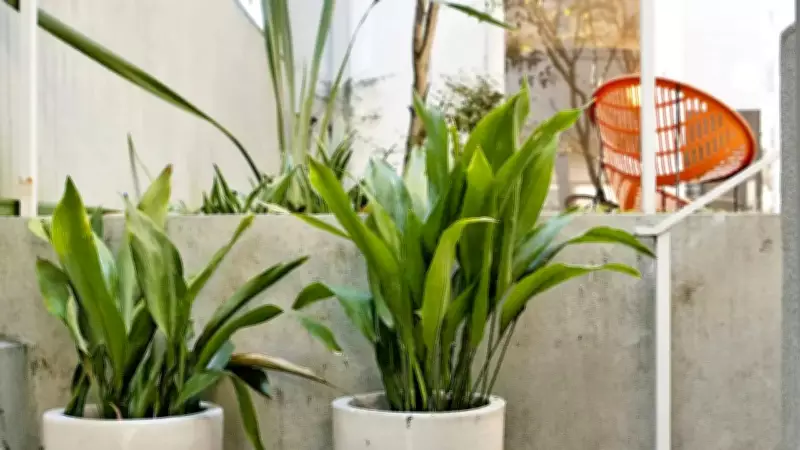 6 Stunning Indoor Plants That Flourish in Low Light Conditions