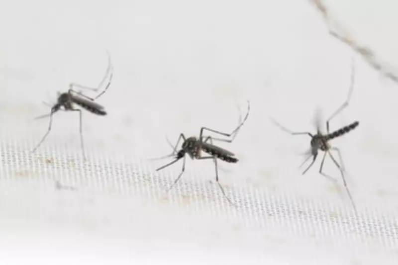 62-Year-Old Woman Dies of Dengue Fever in Palakkad's Karimpuzha