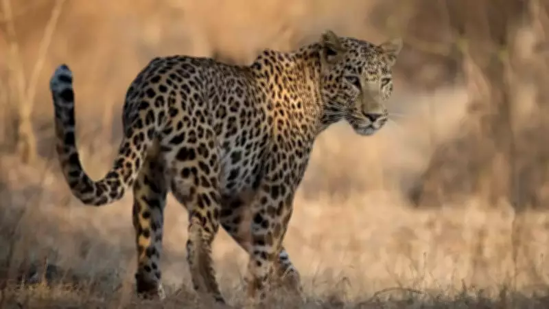 65-Year-Old Woman Attacked by Leopard in Bahraich, Rescued by Villagers