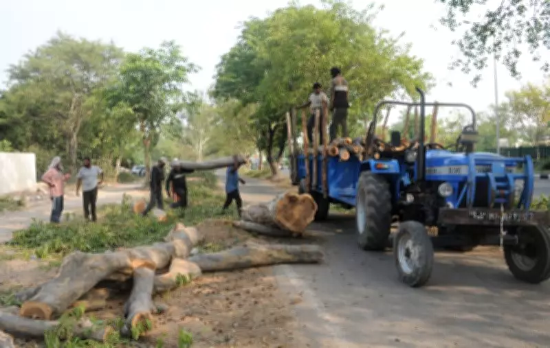 68 Trees to Be Axed for Cycle Track Construction in Chandigarh