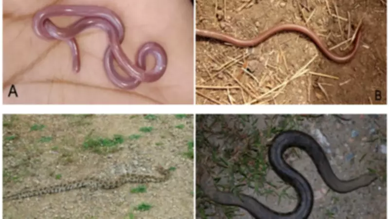 7 Best Indian Grasslands to Spot Non-Venomous Snakes