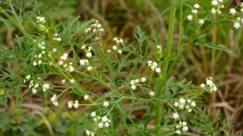 7 Flowers You Should Never Plant in Your Garden: Avoid These Beautiful but Risky Plants