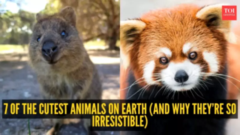 7 of the Cutest Animals on Earth and Why They’re So Irresistible