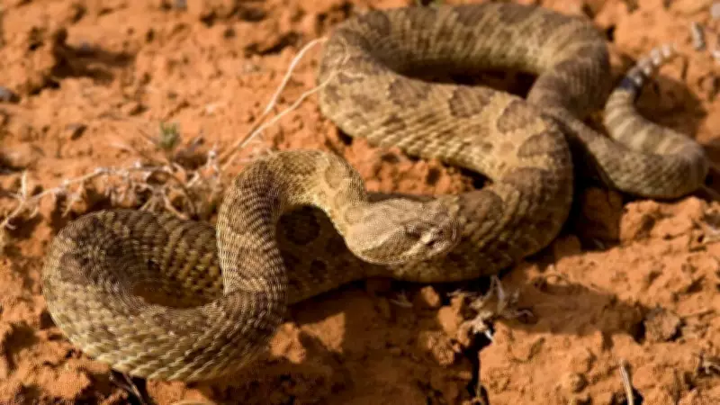 8 Snake-Filled Waters in South Dakota: From Missouri River to Sheridan Lake