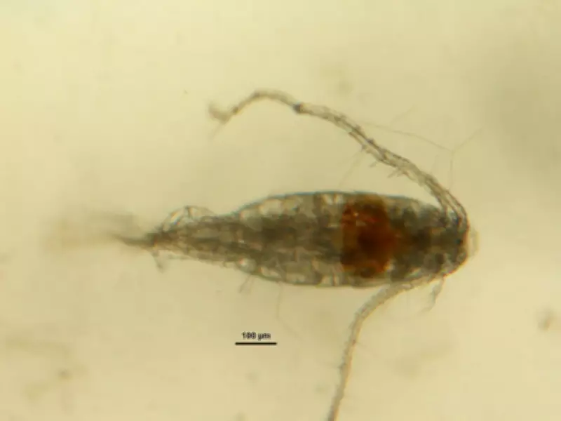 Acid Rain Triggered Rapid Evolution in Tiny Lake Creatures, Study Finds