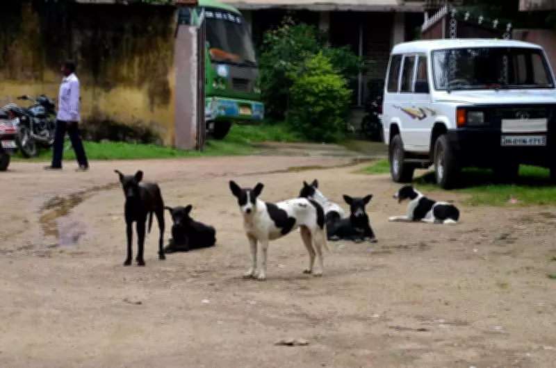 Activists Urge Strengthening Stray Dog Sterilisation, Vaccination Programs