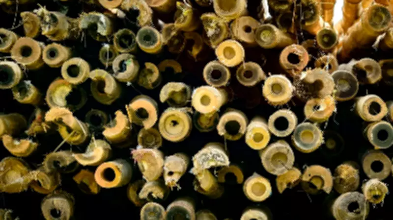 ADB Approves $42.2M Loan for Bamboo Industries in Northeast India