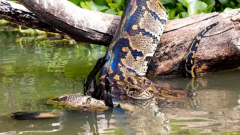 African Rock Python: Africa's Largest Native Snake and Its Role in Ecosystems