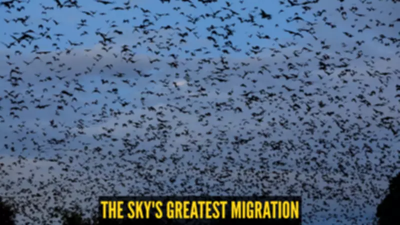Africa's Largest Mammal Migration: Millions of Bats Darken Zambia's Skies