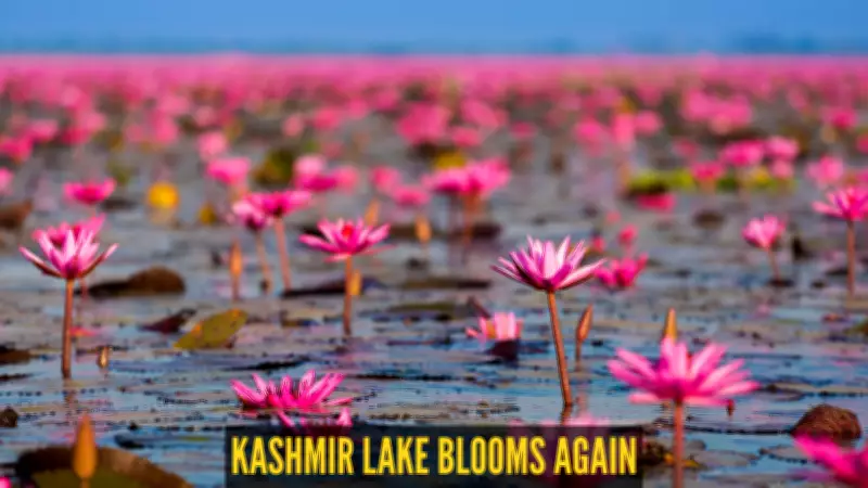After 30 Years, Pink Lotuses Bloom Again at Kashmir's Wular Lake