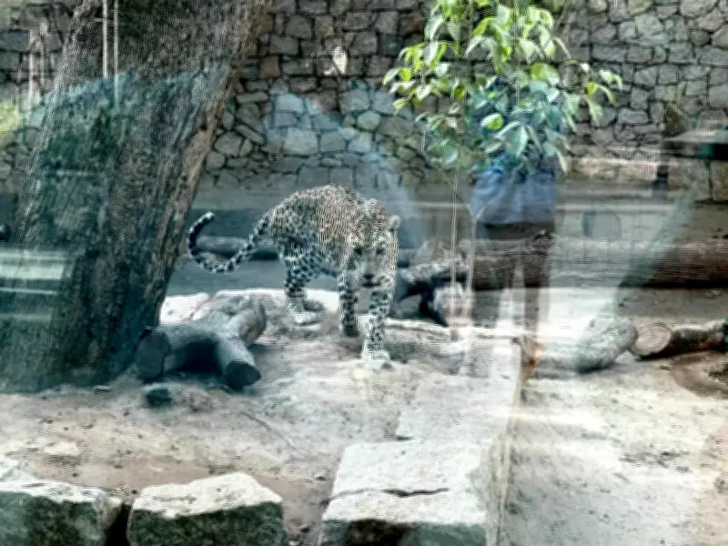 Ahmedabad Zoo's Summer Care: Coolers, Mist, and Geothermal Pipes for Animals