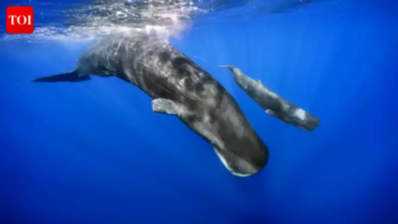 AI Decoding Animal Language: Are We Ready to Talk to Whales and Dolphins?