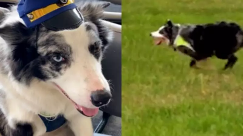 Airport Dogs Hercules and Ned Reduce Bird Strikes by 70%