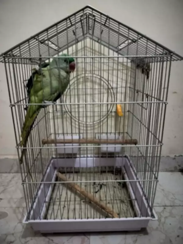 Alexandrine Parakeet Rescued from Gurgaon Home, Owner Fined Rs 5,500
