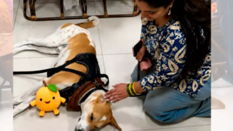 Aloka, the 'Peace Dog', Arrives in Delhi, Meets Maneka Gandhi