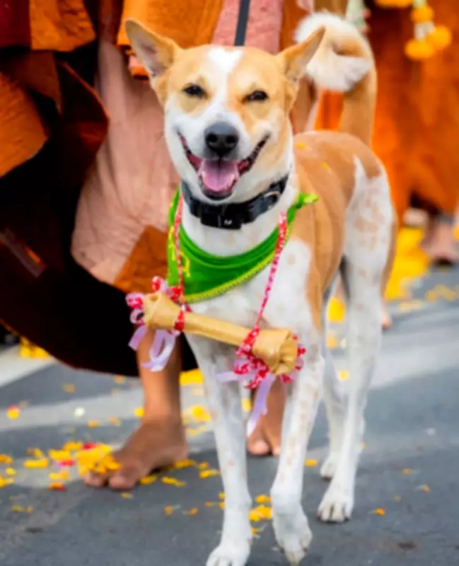 Aloka the Peace Dog Returns to India, Wins Hearts Online