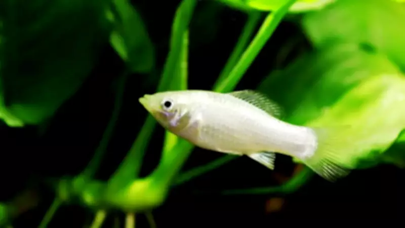 Amazon Molly Fish Thrives Without Males for 100,000 Years, Defying Evolution