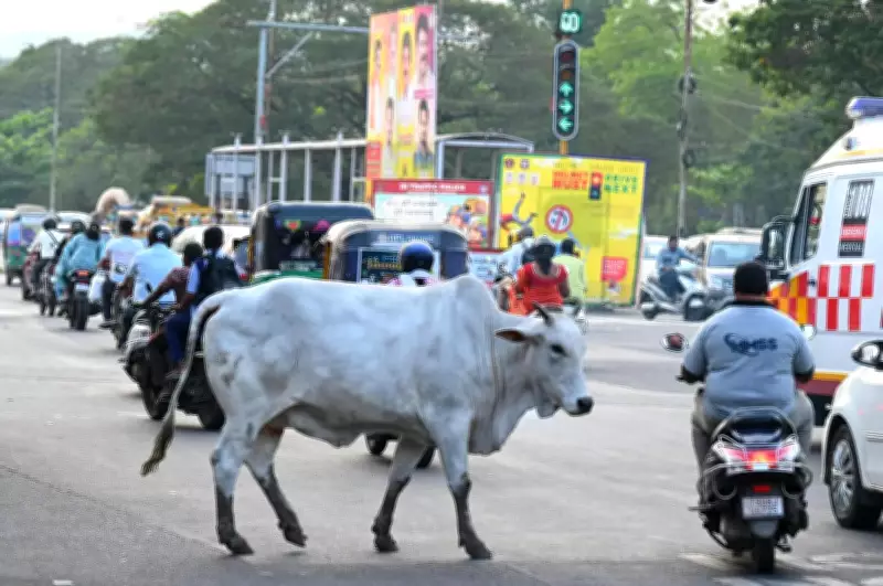 AMC team threatened while impounding stray cattle in Ahmedabad's Naroda area