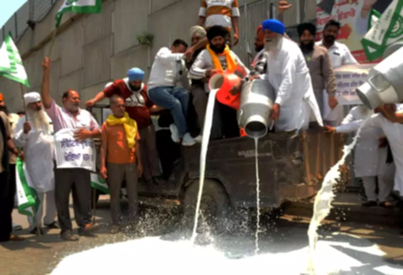 Amritsar Farmers Spill Milk on Roads in Protest Over Low Prices