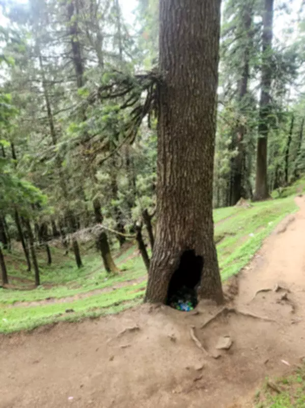 Ancient Deodars Along Churdhar Pilgrimage Route Damaged by Tourist Litter