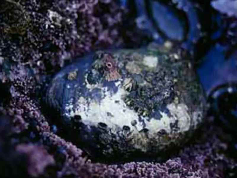 Ancient DNA Reveals Black Abalone Survived Catastrophic Die-Off with Genetic Diversity Intact