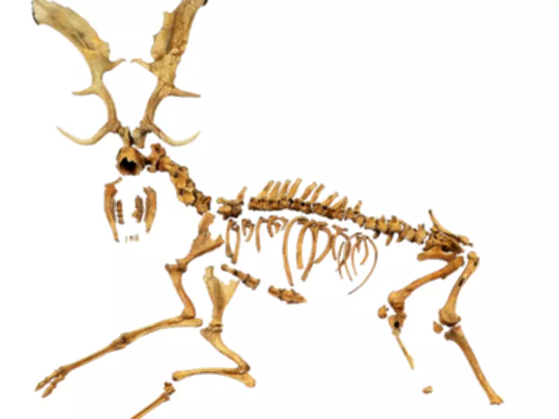 Ancient Fallow Deer Fossil Study Reveals Surprising Genetic Diversity Loss