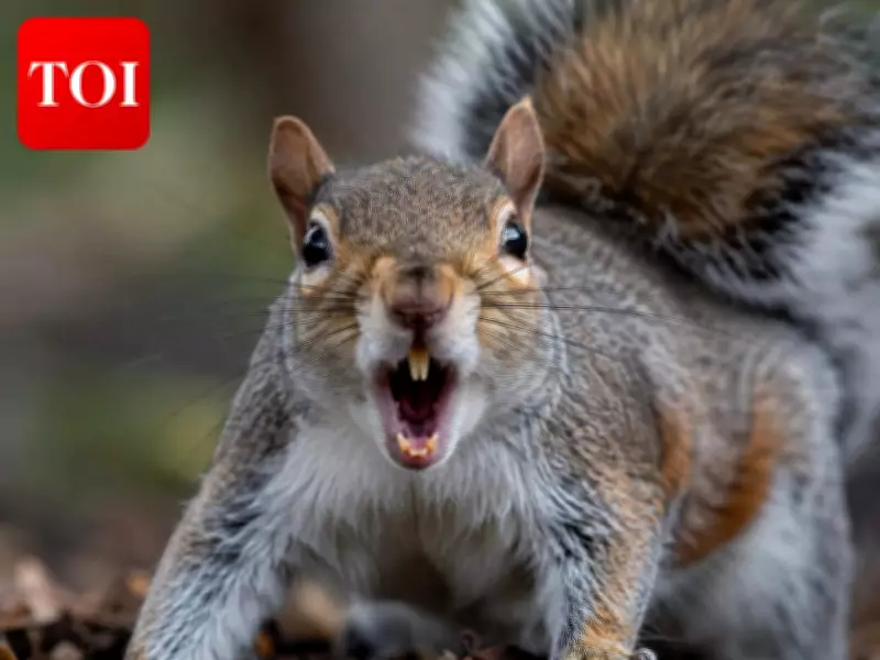 Ancient Squirrels Ate Mammoth Meat, New Study Reveals