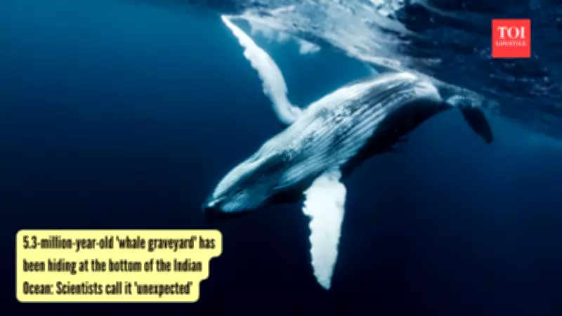 Ancient Whale Graveyard Discovered in Deep Indian Ocean, Teeming with Life