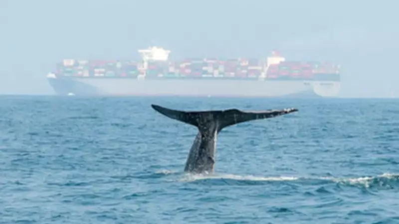 Ancient Whale Graveyard Sheds Light on Ocean Ecosystems