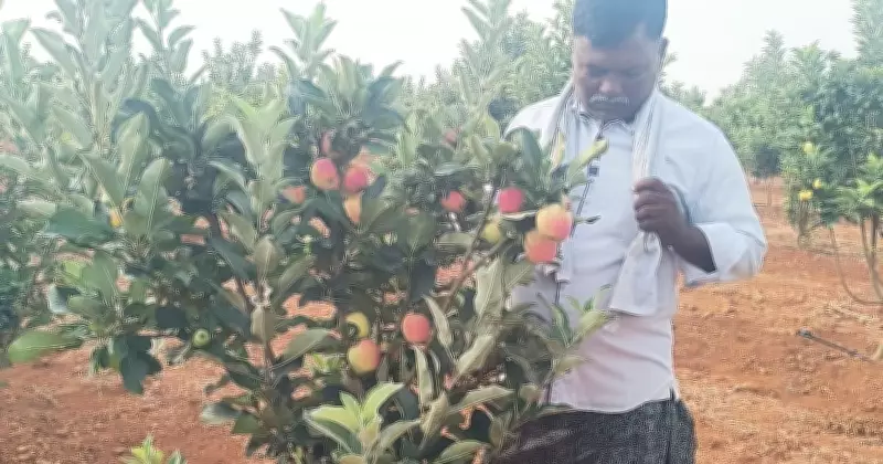 Andhra Farmer Grows Heat-Resistant Apples in Anantapur's Extreme Heat