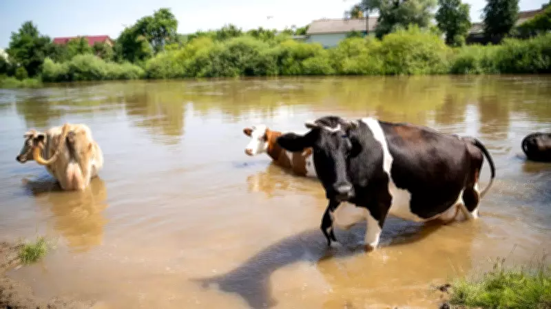 Animal-Inclusive Disaster Planning Key to Faster Recovery