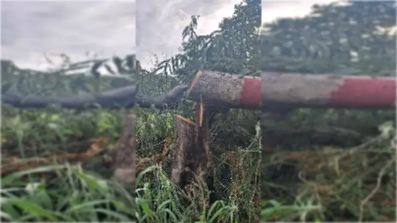 At least 30 trees chopped near Mysuru's Kukkarahalli lake: Forest officials