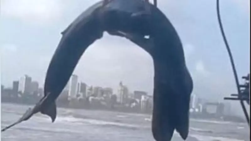 Baby Humpback Whale Dies on Mumbai Shore Despite Rescue Efforts