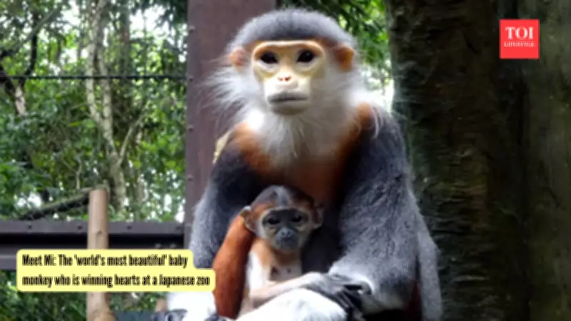 Baby Monkey Mi Steals Hearts at Japan's Zoorasia Zoo