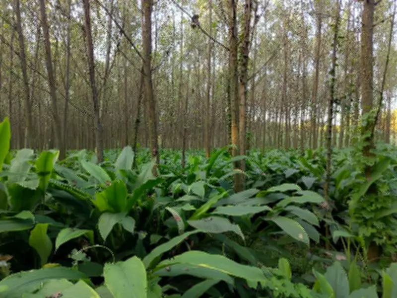 Bajra Replaces Cotton in South Haryana Fields Due to Pest Infestation