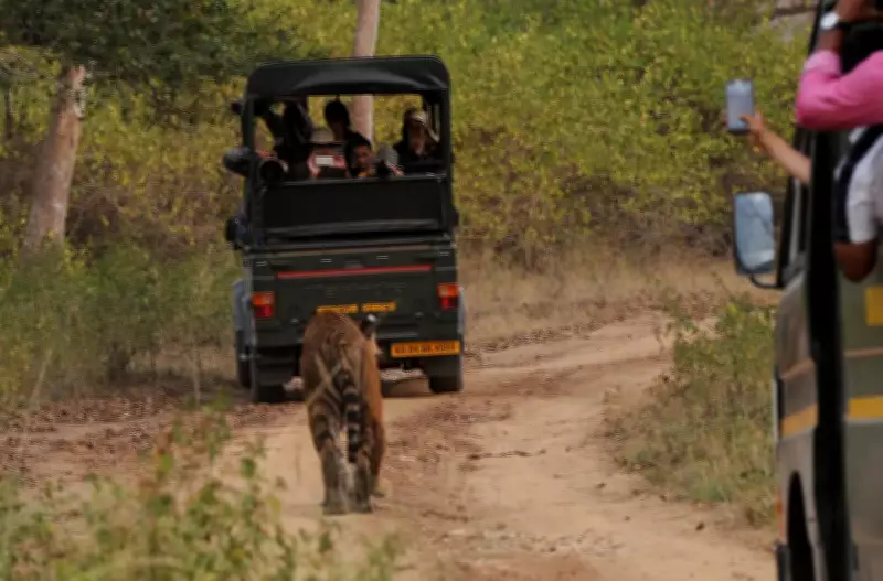 Bandipur Tiger Reserve Alcohol Incident: RFO Suspended for Dereliction of Duty
