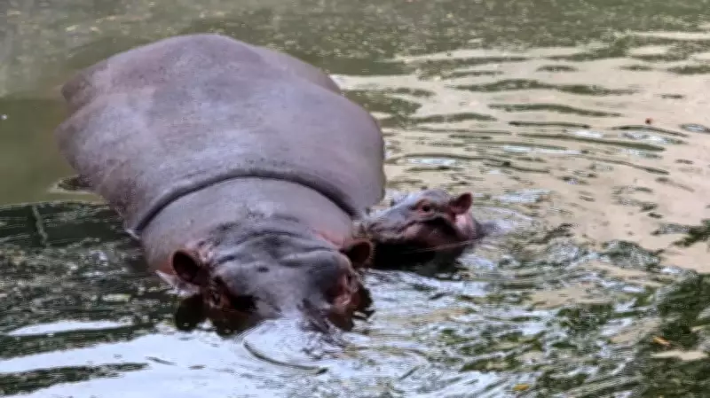 Bannerughatta Park: Cheetahs Out of Quarantine, Zebra and Hippo Births Boost Conservation