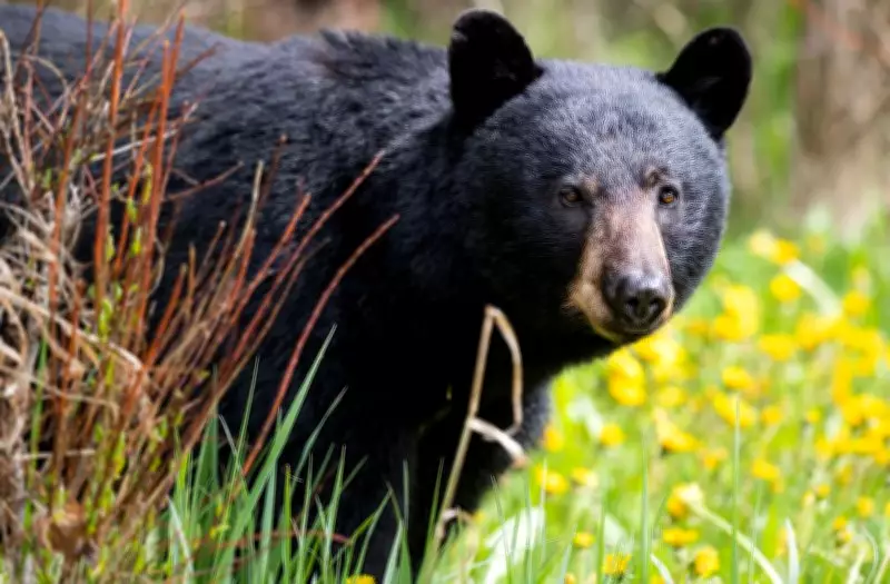 Bear Injures 4 in Japan Residential Area as Attacks Rise