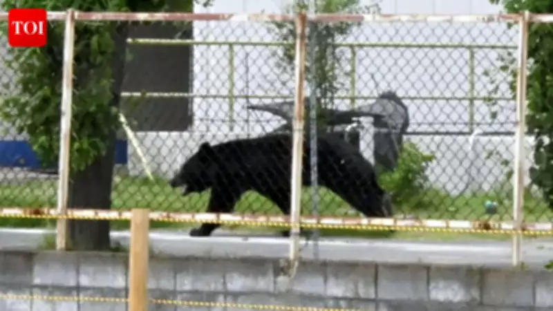 Bear Shuts Down Japanese City: High-Tech Hunt Ends Safely