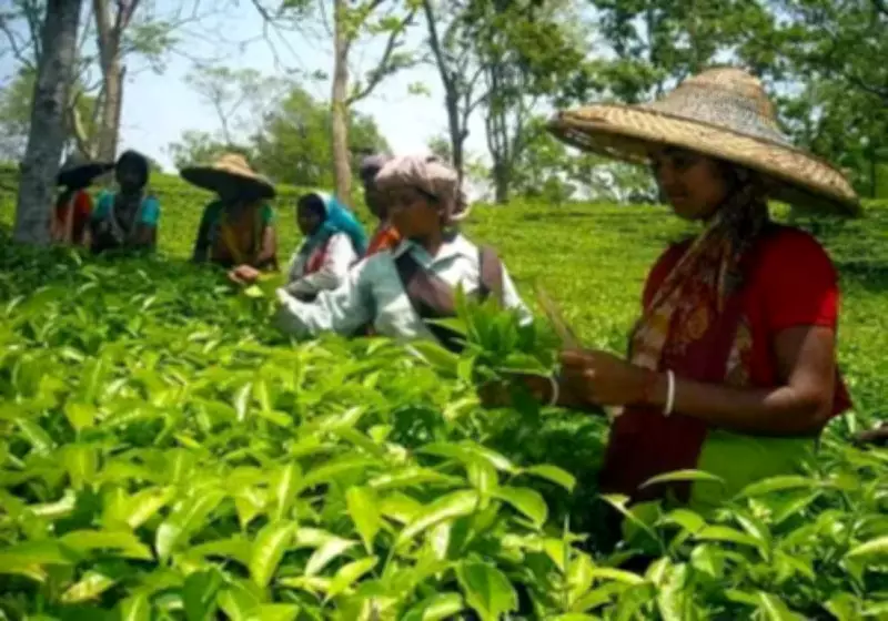 Bengal forms panel to implement tea workers' welfare scheme, unlocks Rs 314 crore