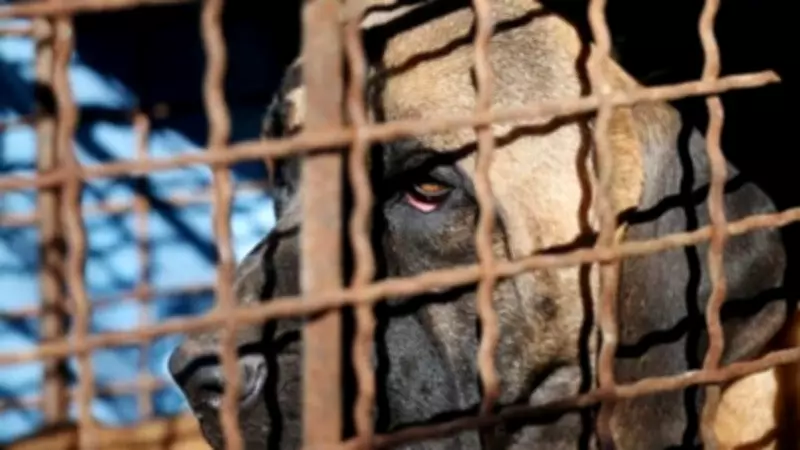 Bengaluru Activists Demand Action Against Animal Cruelty