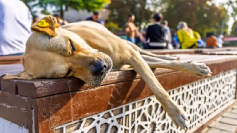 Bengaluru aims for 100% stray dog sterilisation in 3 years: Minister