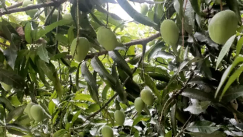 Bengaluru's Backyard Mango Economy: Sharing Fruit Outlasts Instant-Delivery Boom