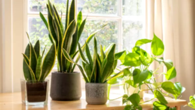 Best Indoor Plants for Indian Cities: Air Quality and Care Tips